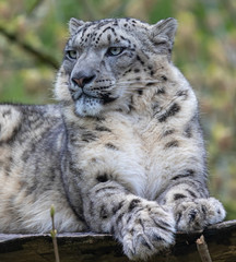 Close-up view of a Snow leopard