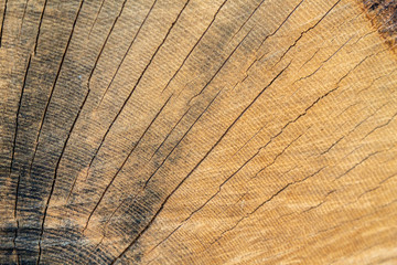 Wooden texture of the inside of a trunk 