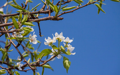Close up photo of a blooming pear tree flower