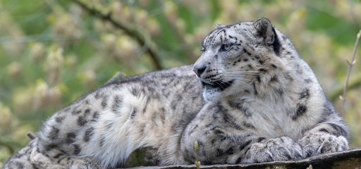 Close-up view of a Snow leopard
