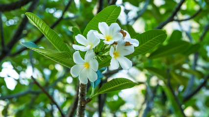 Fototapeta premium Close up of white flowers at a park in Bangkok