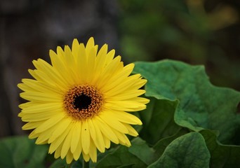 Beautiful bright yellow Gerbera flower, closeup on the garden background , Spring in Georgia USA.