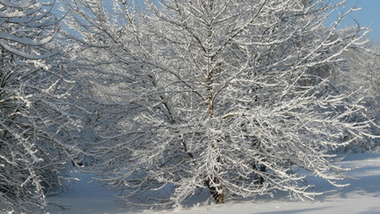 Lausitzer Winterlandschaft