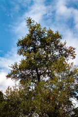 Fantastic green tree with branches and leaves on cloudy blue sky.