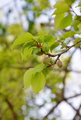 branch of a almond tree