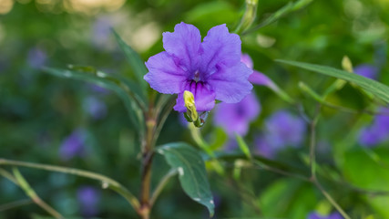 Purple flowers at a park in bangkok