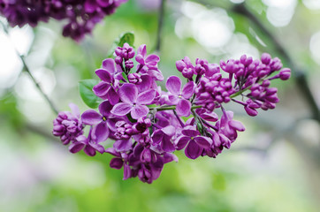 Obraz premium Spring lilac flowers