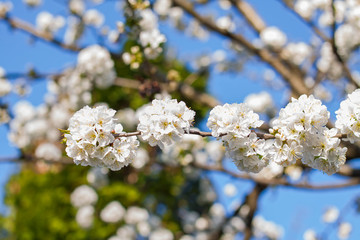 Close up photo of a blooming cherry tree flower