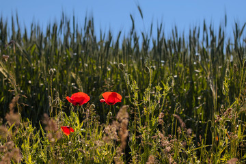 Blooming red colored poppies in springtime