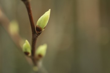macro photo of blooming green leaves on a tree branch against a blurred bokeh forest background