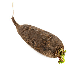 black radish in studio