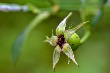 Rosehip