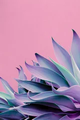 Poster Modepflanzen auf rosa Design. Aloe. Kanarische Natur © Porechenskaya