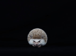 Adorable hedgehog rodent.