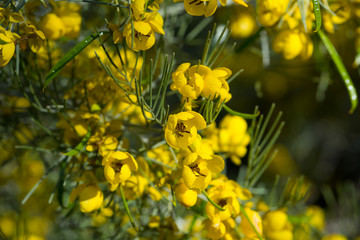 Close-up of Silver cassia plant