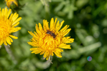 small bee collecting honey on a yellow blooming dandelion 