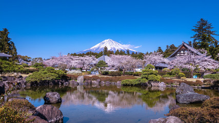 静岡県 大石寺 桜