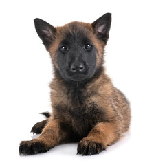 puppy malinois in studio