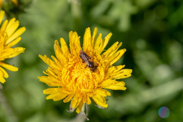 bee on yellow blooming dandelion flower