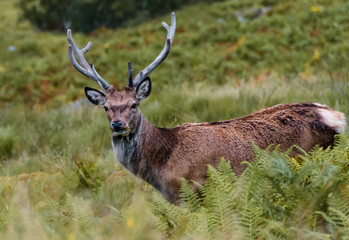 Cerfs dans la montagne sauvage