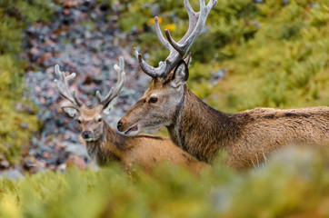 Cerfs dans la montagne sauvage