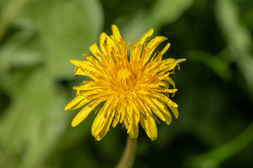 Close up of dandelion on green background