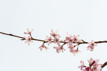 Cherry blossom in spring for background or copy space for text