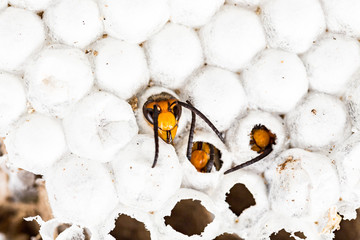 Alive baby asian hornet in nest honeycombed macro in white background