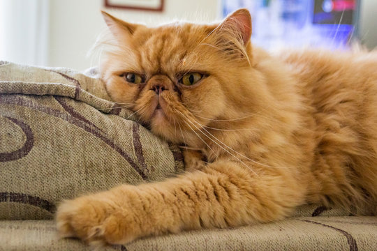 Adorables Pets - Persian and HImalayan Cats