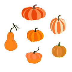 Pumpkin vegetable illustration