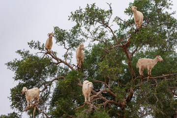 Goats Climbing an Argan Tree along the Road to Essaouira Morocco to Marrakech