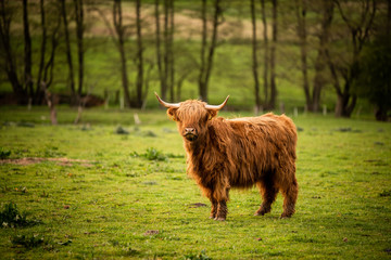 Schottisches Highland Rind
