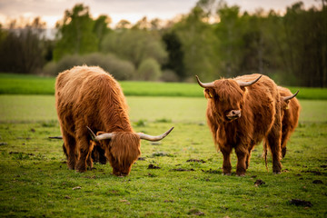 Schottische Highland Rinder