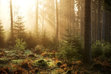 Foto auf Alu-Dibond Morgensonne im Wald © Moritz Ziegler