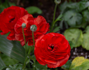 Ranunculus, flowering plants in the family Ranunculaceae.
