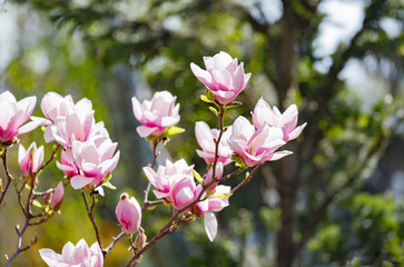 Magnolia soulangeana or saucer magnolia white pink blossom tree flower close up selective focus
