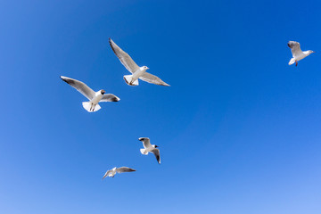 Obraz premium Möwen