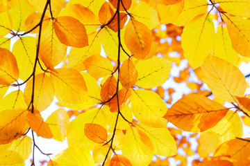 fall maple leaves