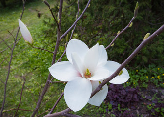 Magnolia Grandiflora Brozzoni white pink blossom tree big flower close up
