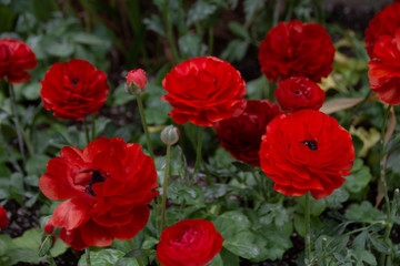 Ranunculus, flowering plants in the family Ranunculaceae.