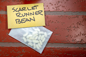 Scarlet Runner Bean Seeds - Botanical & Genus Names Are Scientific Names non-Commercial