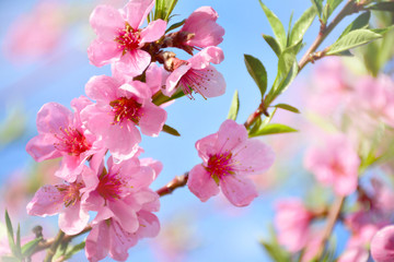 Pink peach tree blossoms on sunny spring day