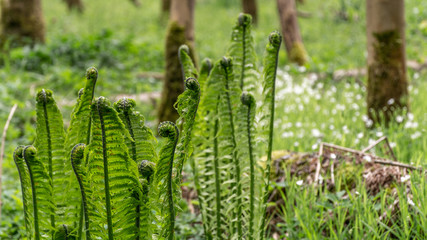 Sunlight over green and growing fern meadow in forest.