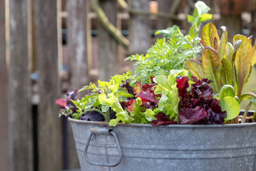 Galvanized Tub Full of Vegitable Starts