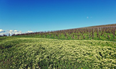 Fototapeta premium Blumenwiese im Weinberg