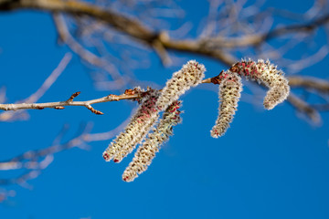 walk, nature, spring, Sunny, day, blue, sky, tree, aspen, branch, fluffy, earrings