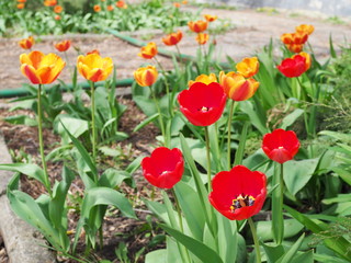 Group of colorful tulip in spring garden.