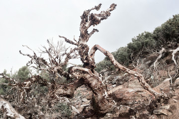 Dried crooked tree in the mountains of the island of Madeira, Portugal.