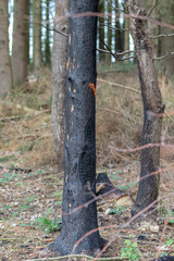 Black burned tree stems after forest fire in summer