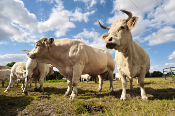 Fototapeta na wymiar Vache de couple charolais